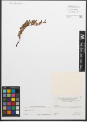 Foto von Salix retusa L.